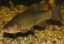 Tench
